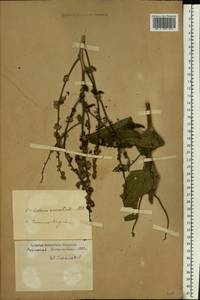 Verbascum chaixii subsp. orientale (M. Bieb.) Hayek, Eastern Europe, South Ukrainian region (E12) (Ukraine)