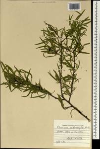 Rhamnus erythroxyloides subsp. erythroxyloides, Mongolia (MONG) (Mongolia)