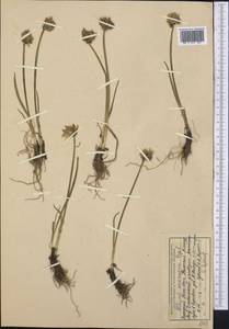 Allium semenovii Regel, Middle Asia, Western Tian Shan & Karatau (M3) (Kazakhstan)