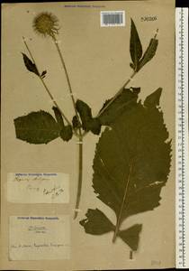 Dipsacus fullonum L., Eastern Europe, North Ukrainian region (E11) (Ukraine)