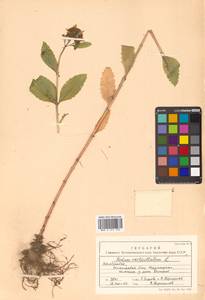 Hylotelephium verticillatum (L.) H. Ohba, Siberia, Chukotka & Kamchatka (S7) (Russia)