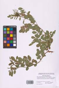 Glycyrrhiza glabra L., Eastern Europe, Lower Volga region (E9) (Russia)