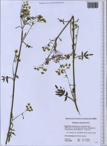Pastinaca sativa var. sylvestris (Mill.) DC., Siberia, Baikal & Transbaikal region (S4) (Russia)