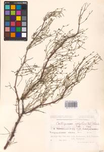 Calligonum aphyllum (Pall.) Gürke, Middle Asia, Caspian Ustyurt & Northern Aralia (M8) (Kazakhstan)
