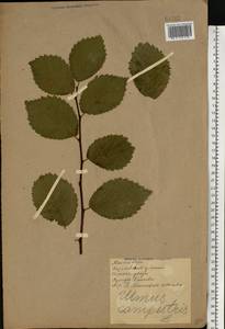 Ulmus glabra Huds., Eastern Europe, North Ukrainian region (E11) (Ukraine)