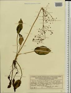 Alisma plantago-aquatica L., Eastern Europe, Volga-Kama region (E7) (Russia)