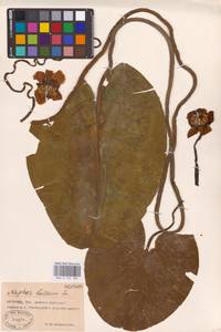 Nuphar lutea (L.) Sm., Eastern Europe, Rostov Oblast (E12a) (Russia)