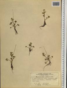 Ranunculus sabinei R. Br., Siberia, Central Siberia (S3) (Russia)