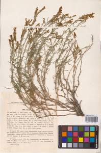 Silene supina M.Bieb., Eastern Europe, North Ukrainian region (E11) (Ukraine)
