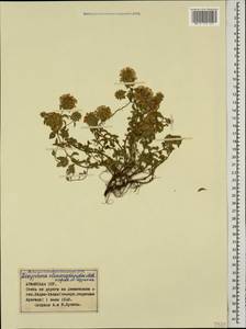 Ziziphora clinopodioides Lam., Caucasus, Armenia (K5) (Armenia)
