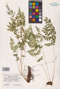 Cystopteris fragilis (L.) Bernh., Eastern Europe, Central forest-and-steppe region (E6) (Russia)