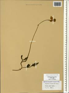 Papaver oreophilum Rupr., Caucasus, Stavropol Krai, Karachay-Cherkessia & Kabardino-Balkaria (K1b) (Russia)