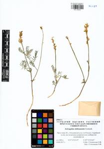 Astragalus olchonensis Gontsch., Siberia, Baikal & Transbaikal region (S4) (Russia)