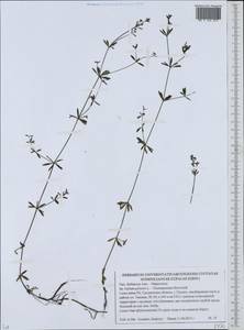 Galium palustre L., Eastern Europe, Belarus (E3a) (Belarus)