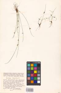 Schoenoplectiella supina (L.) Lye, Eastern Europe, Lower Volga region (E9) (Russia)