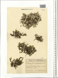 Paronychia cephalotes, Crimea (KRYM) (Russia)