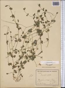 Drymaria cordata, America (AMER) (United States)