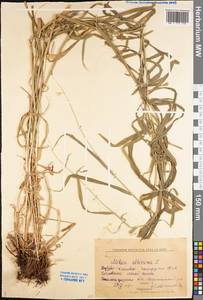 Melica altissima L., Eastern Europe, Lower Volga region (E9) (Russia)