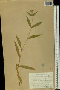 Stellaria radians L., Siberia, Russian Far East (S6) (Russia)