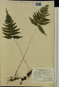 Phegopteris connectilis (Michx.) Watt, Eastern Europe, West Ukrainian region (E13) (Ukraine)