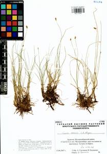 Carex enervis C.A.Mey., Siberia, Baikal & Transbaikal region (S4) (Russia)