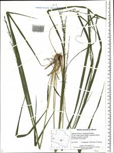 Molinia caerulea (L.) Moench, Eastern Europe, North-Western region (E2) (Russia)