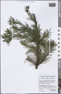 Abies sibirica Ledeb., Eastern Europe, Moscow region (E4a) (Russia)