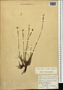 Dianthus crinitus Sm., Caucasus, Armenia (K5) (Armenia)