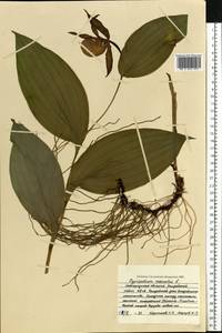 Cypripedium calceolus L., Eastern Europe, North-Western region (E2) (Russia)