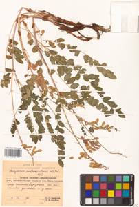 Hedysarum austrokurilense (N.S.Pavlova) N.S.Pavlova, Siberia, Russian Far East (S6) (Russia)