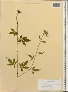 Cardamine bulbifera (L.) Crantz, Caucasus, Black Sea Shore (from Novorossiysk to Adler) (K3) (Russia)