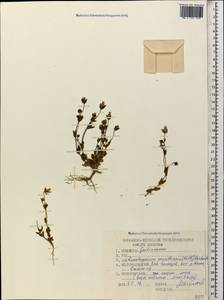 Lomatogonium carinthiacum (Wulfen) Reichenb., Caucasus, Stavropol Krai, Karachay-Cherkessia & Kabardino-Balkaria (K1b) (Russia)