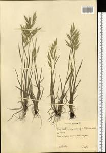 Bromus squarrosus L., Eastern Europe, Eastern region (E10) (Russia)