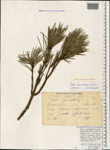 Pinus sylvestris var. hamata Steven, Caucasus, Black Sea Shore (from Novorossiysk to Adler) (K3) (Russia)
