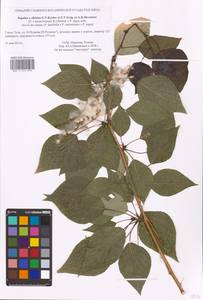 Populus tremuloides Michx., Eastern Europe, Central region (E4) (Russia)