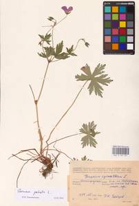 Geranium palustre L., Eastern Europe, North-Western region (E2) (Russia)