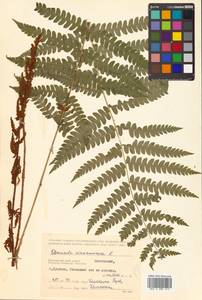 Osmundastrum cinnamomeum subsp. asiaticum (Fern.) Fraser-Jenkins, Siberia, Russian Far East (S6) (Russia)