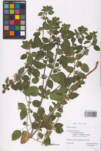 MHA 0 154 756, Ballota nigra L., Eastern Europe, Central region (E4) (Russia)