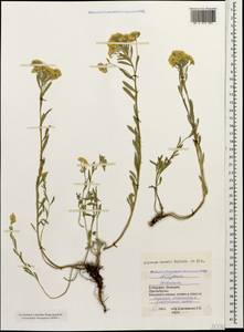 Odontarrhena muralis (Waldst. & Kit.) Endl., Caucasus, Stavropol Krai, Karachay-Cherkessia & Kabardino-Balkaria (K1b) (Russia)