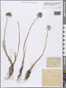 Allium cretaceum N.Friesen & Seregin, Middle Asia, Northern & Central Kazakhstan (M10) (Kazakhstan)