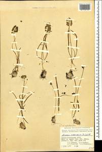 Muscari racemosum Mill., Caucasus, North Ossetia, Ingushetia & Chechnya (K1c) (Russia)