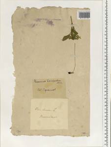 Viola tricolor L., Eastern Europe, South Ukrainian region (E12) (Ukraine)