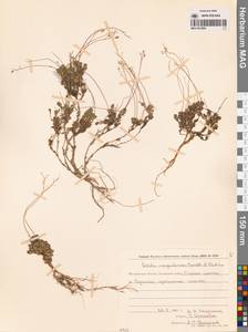 Draba magadanensis Berkut. & A. P. Khokhr., Siberia, Chukotka & Kamchatka (S7) (Russia)