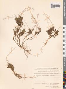 Draba magadanensis Berkut. & A.P. Khokhr., Siberia, Chukotka & Kamchatka (S7) (Russia)