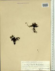Saxifraga bronchialis subsp. spinulosa (Adam) Hultén, Siberia, Central Siberia (S3) (Russia)
