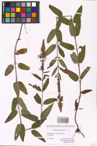 MHA 0 160 889, Veronica spicata × incana, Eastern Europe, Western region (E3) (Russia)