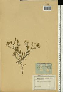 Centaurea parviflora Desf., Eastern Europe, South Ukrainian region (E12) (Ukraine)