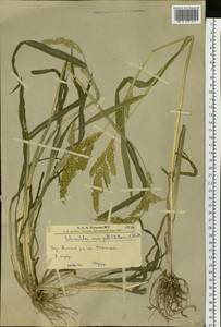 Echinochloa crus-galli (L.) P.Beauv., Siberia, Altai & Sayany Mountains (S2) (Russia)