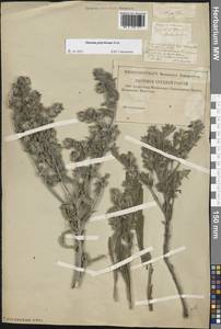 Onosma polychroma Klokov, Eastern Europe, Lower Volga region (E9) (Russia)