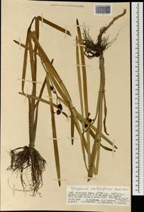 Sparganium stoloniferum (Buch.-Ham. ex Graebn.) Buch.-Ham. ex Juz., Mongolia (MONG) (Mongolia)
